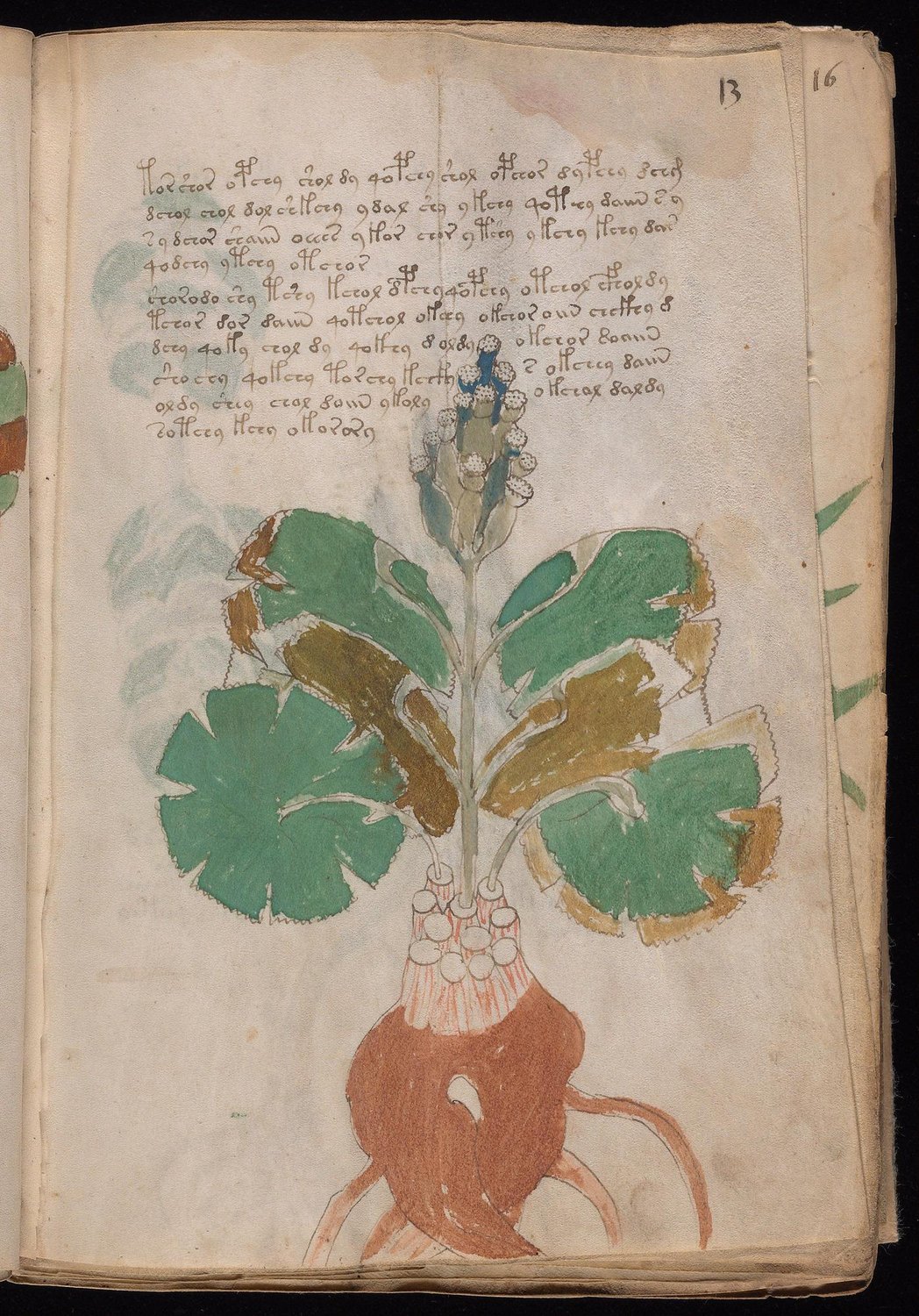 Herbal Page 23